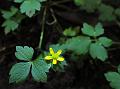 Pinnate-Leaf Buttercup
